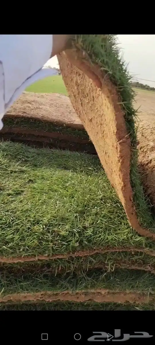 ثيل درجه اولى مزارع الخرج توفير شحن كل المناطق 6