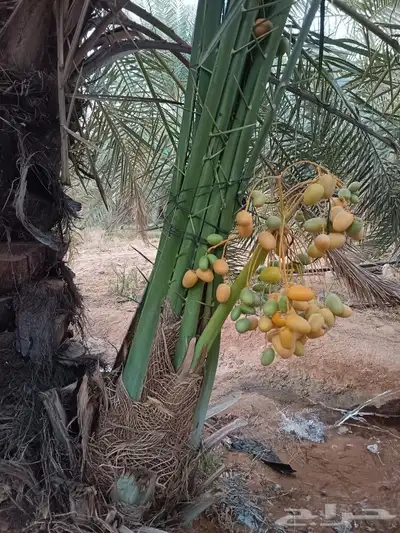 نخل للبيع كبد عيون الجواء 8