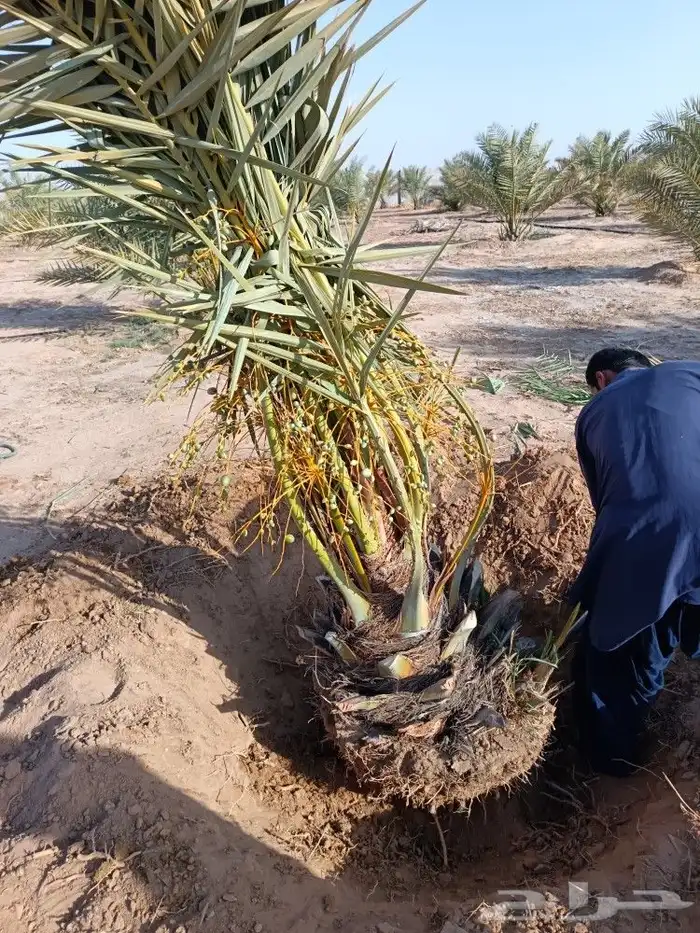 نخل للبيع كبد عيون الجواء 9