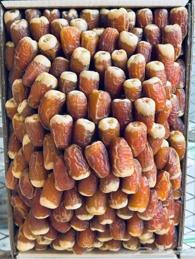 نخل للبيع كبد عيون الجواء 7