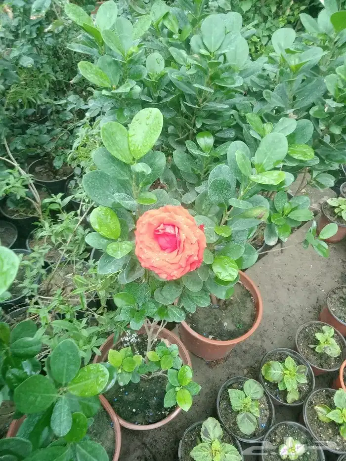 عشب  اخواض  زراعه  تنسيق شلال 8