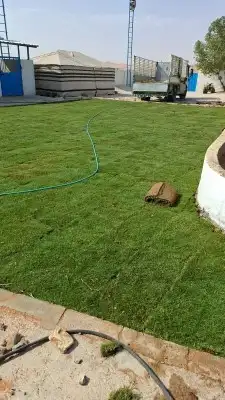 ثيل انجيله طبيعي سي 2000 درجه أولى من المزرعة مباشرة 0