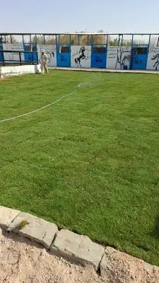 ثيل انجيله طبيعي سي 2000 درجه أولى من المزرعة مباشرة 3