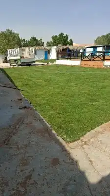 ثيل انجيله طبيعي سي 2000 درجه أولى من المزرعة مباشرة 5