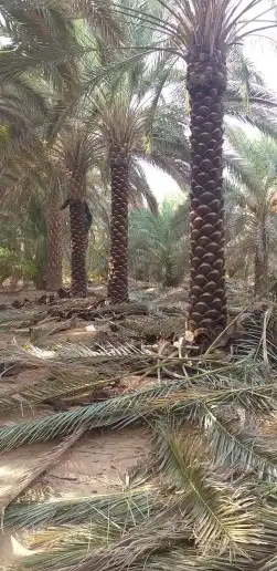 نخل عربي 2