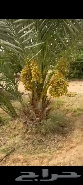 نقوم بتوريد وتركيب جميع أنواع النخيل المثمرة وزينه 2