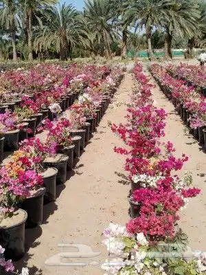 متوفر مراكن مقاس 16 و20 و25 و28 و35 من المصنع مباشر للعميل 5