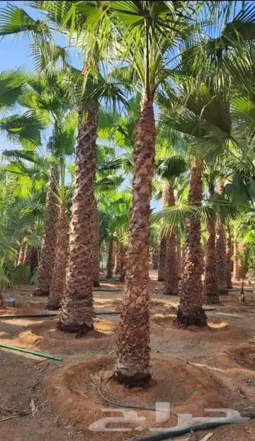 نخل وشنطني 3