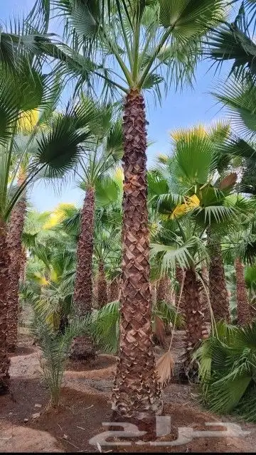 نخل وشنطني 1