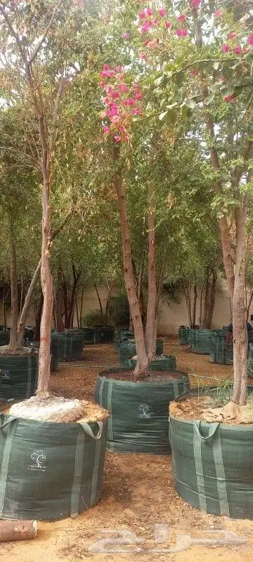 نخل وشنطني للبيع 0