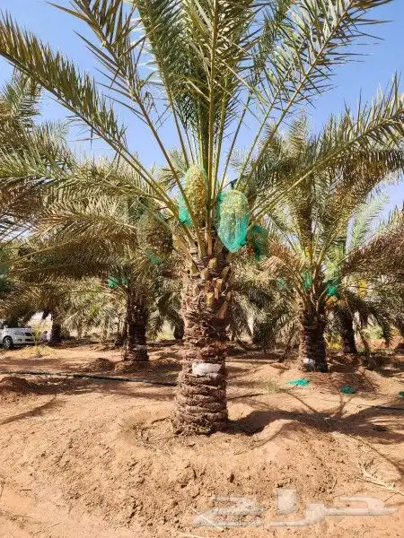 نخل وشنطني 8