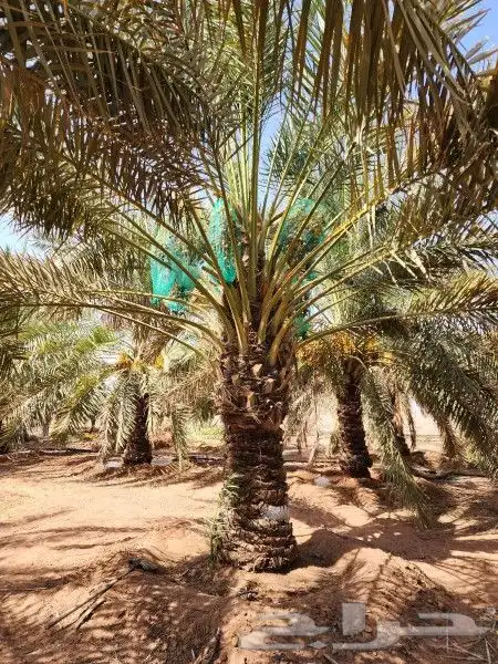 نخل وشنطني 5