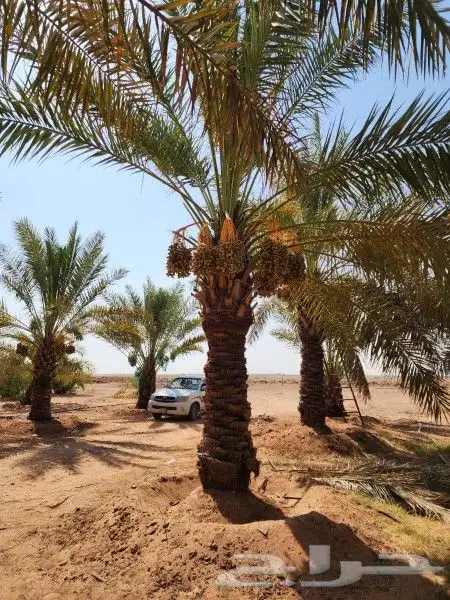 نخل وشنطني 7