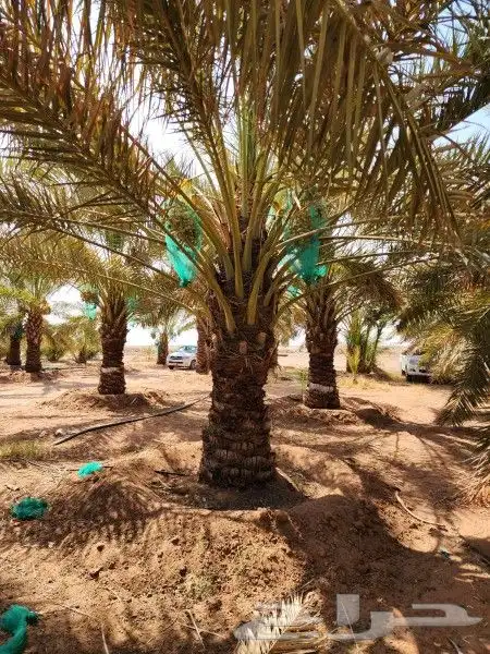 نخل وشنطني 6