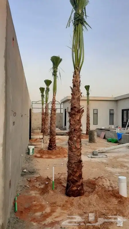 نخل واشنطوني زينه 2