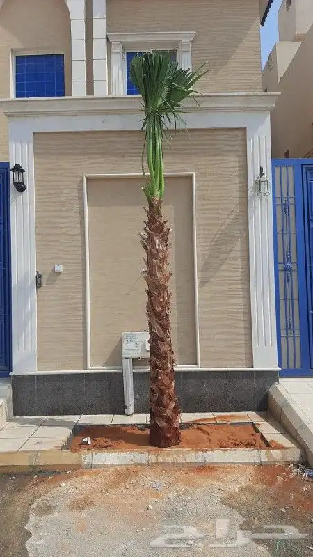 نخل واشنطوني زينه 3