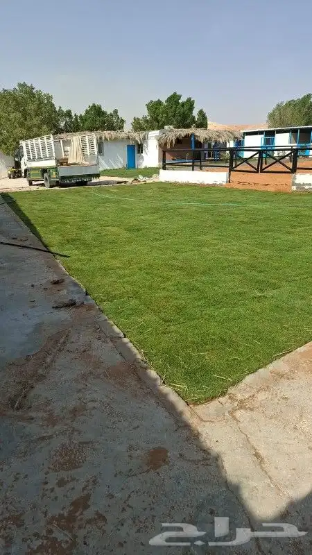 ثيل انجيله طبيعي سي 2000 درجه أولى من المزرعة مباشرة 1