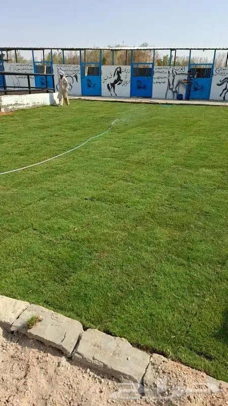 ثيل انجيله طبيعي سي 2000 درجه أولى من المزرعة مباشرة 2