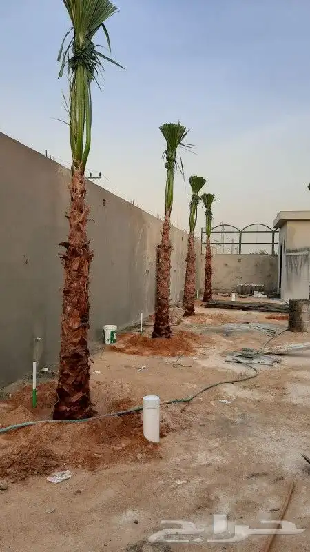 نخل واشنطوني زينه 1