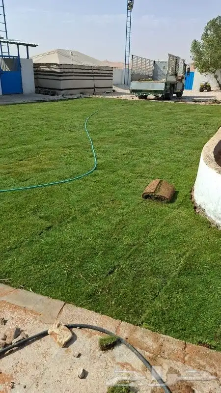 ثيل انجيله طبيعي سي 2000 درجه أولى من المزرعة مباشرة 4