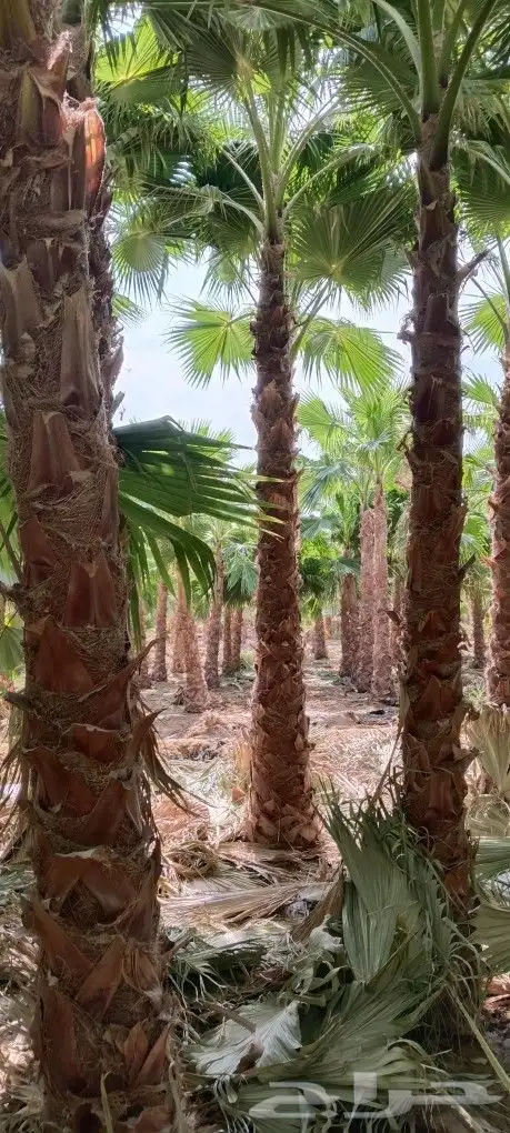 نخل وشنطني للبيع 2