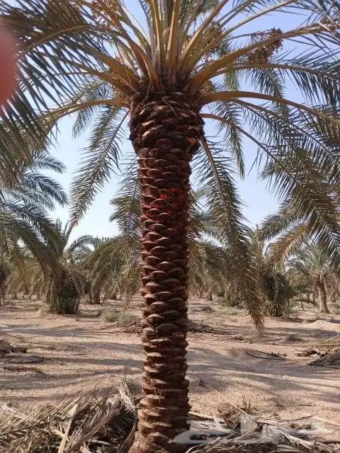 نخل عربي 0