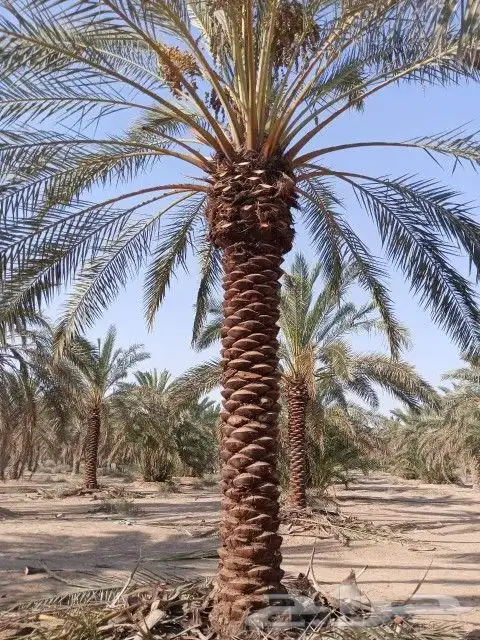 نخل عربي 3