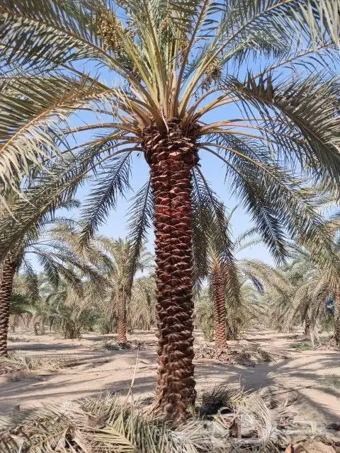 نخل عربي 1