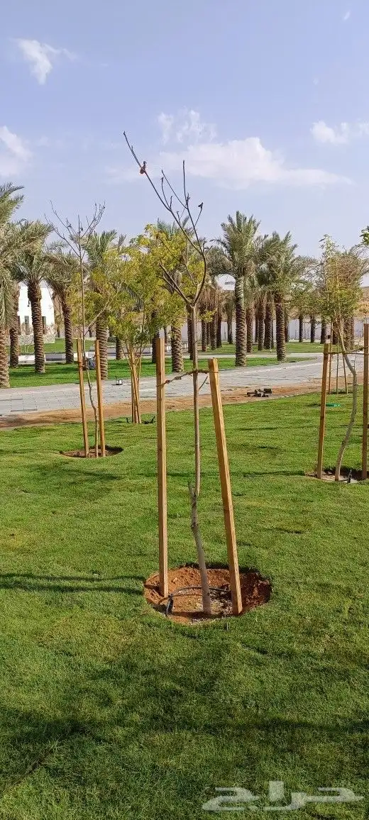 أبو سجي لصيانه وتنسيق الحدائق 8