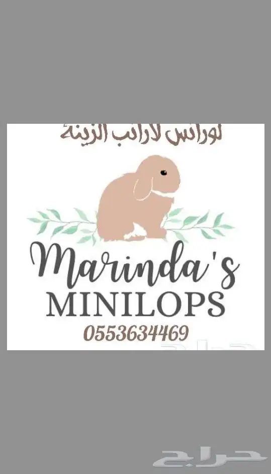 أرانب هولندلوب 1