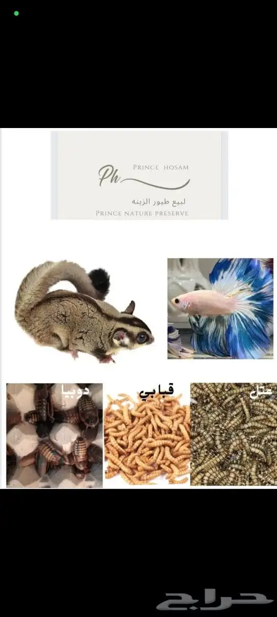 بروتين حي للزواحف والاسماك والطيور 0