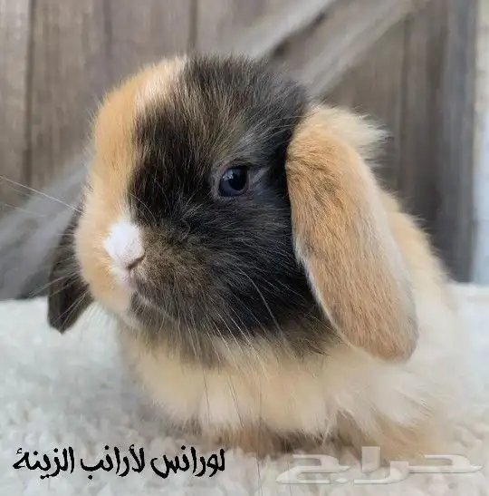 أرانب هولندلوب 8