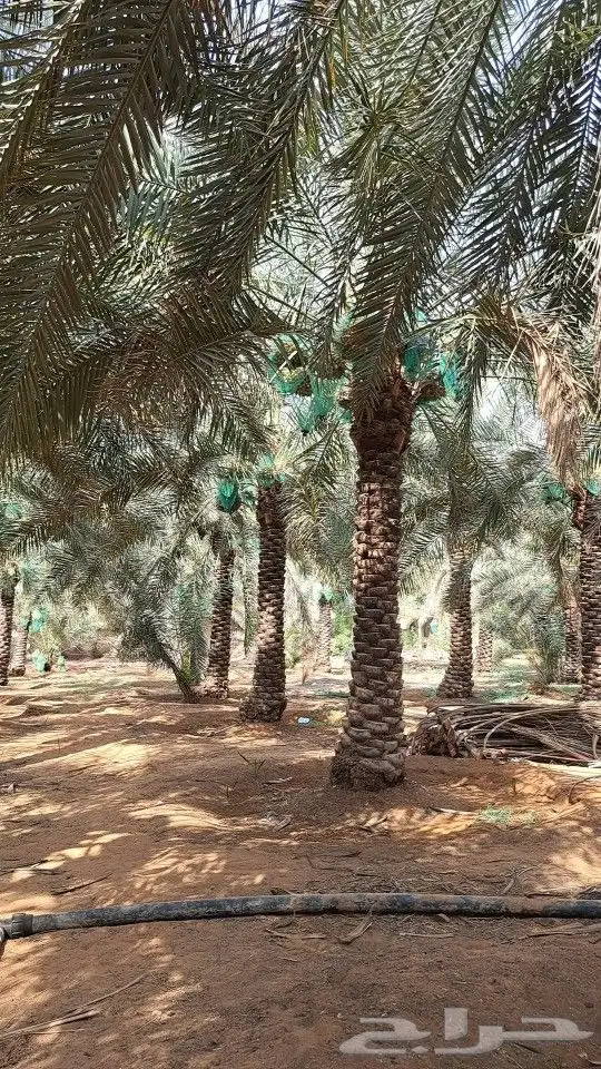 نقوم بتوريد وتركيب جميع أنواع النخيل المثمرة وزينه 0