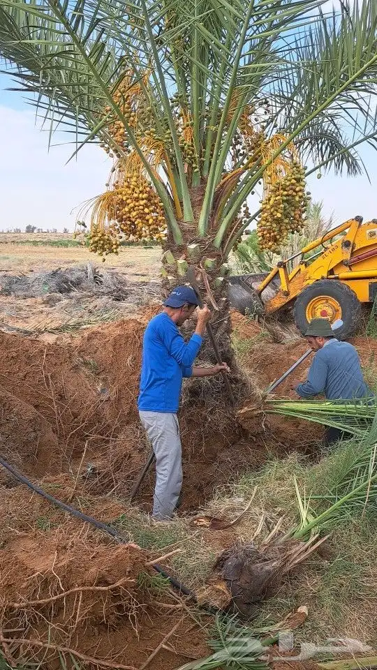 نقوم بتوريد وتركيب جميع أنواع النخيل المثمرة وزينه 1