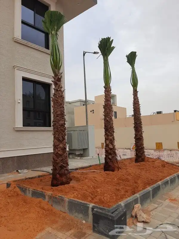 نخل واشنطوني زينه 0