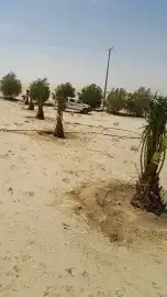 مقاول شبوك ونخيل 20