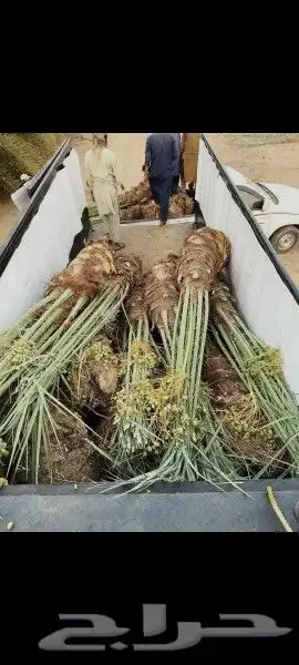 نخل لبيع موصل لموقع المطلوب 14