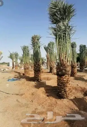 نخيل فاخر للبيع 5