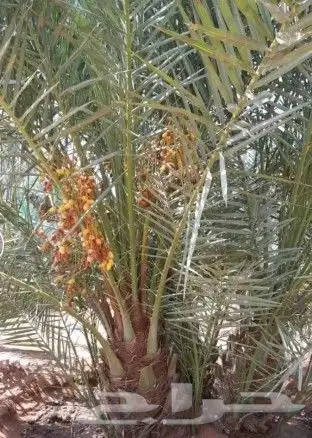 نخيل فاخر للبيع 4