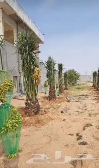 نخل لبيع موصل لموقع المطلوب 3