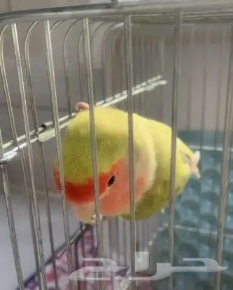 انثئ روز منتجه ومتكلمه( تم البيع) 0