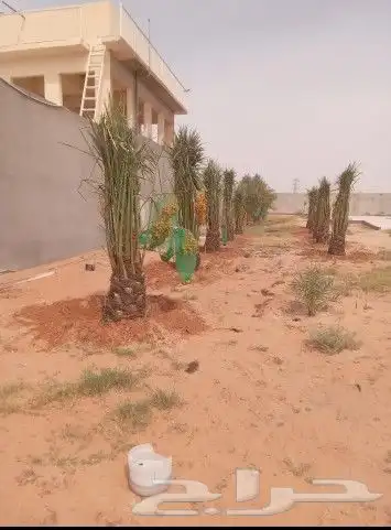 نخيل فاخر للبيع 3