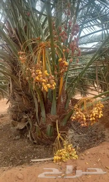 نخيل فاخر للبيع 0