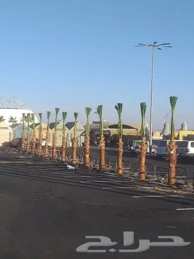 نخل لبيع موصل لموقع المطلوب 9