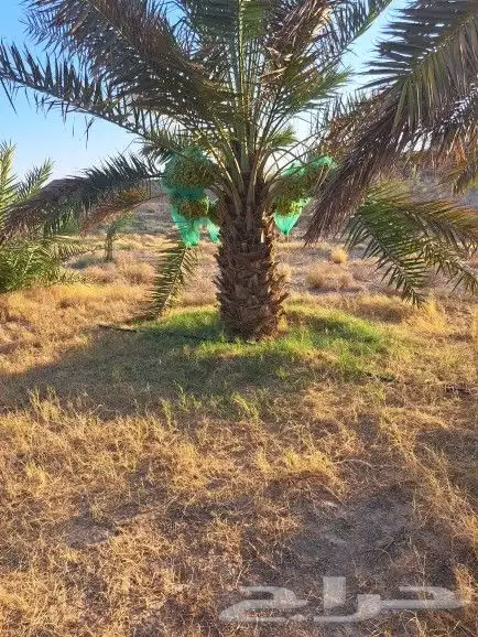 نخل لبيع موصل لموقع المطلوب 0