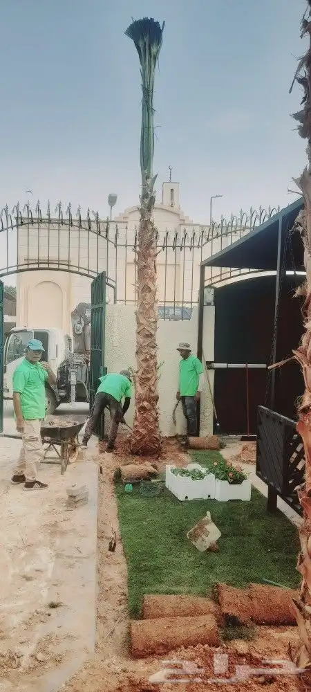 نخيل وشنطني وتنسيق الحديق 2