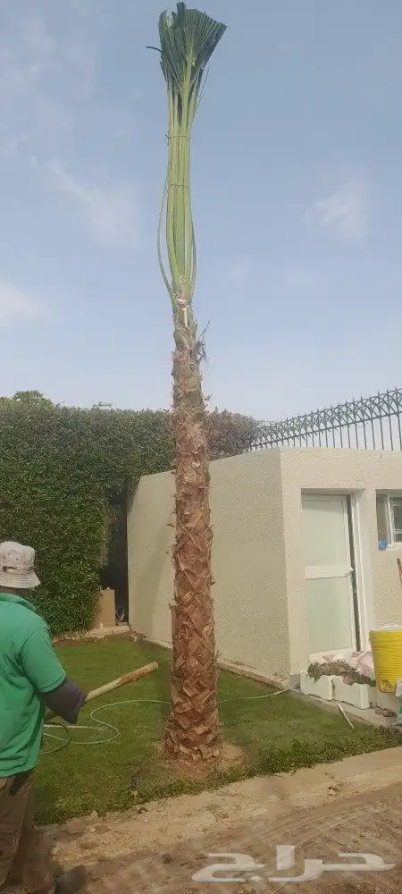 نخيل وشنطني وتنسيق الحديق 6