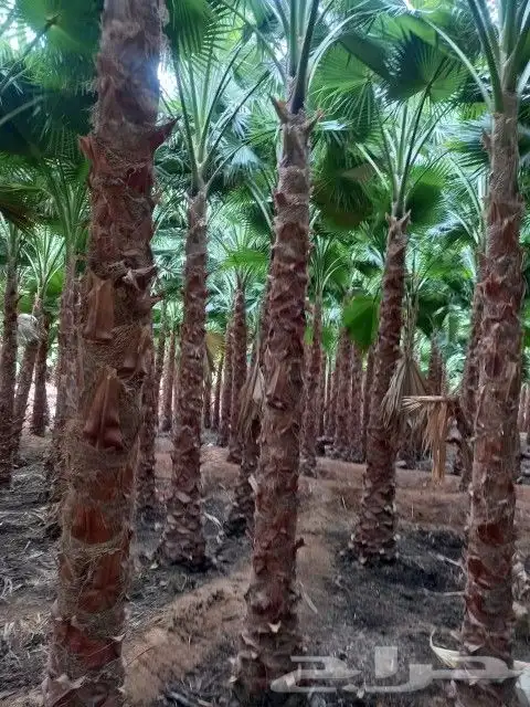 نخيل واشنطن زينه 7