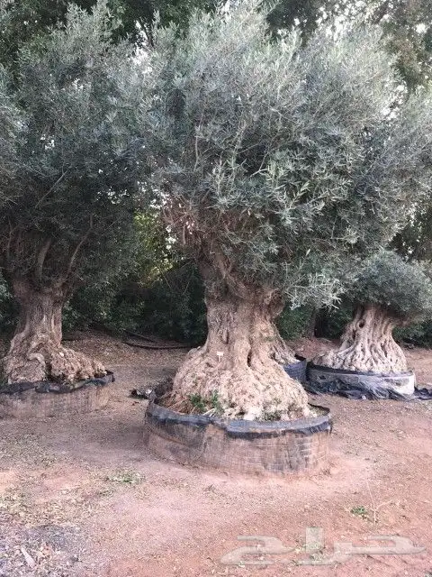 نخيل واشنطن زينه 1