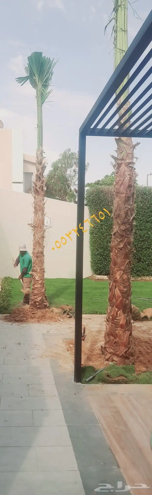 نخيل وشنطني وتنسيق الحديق 0